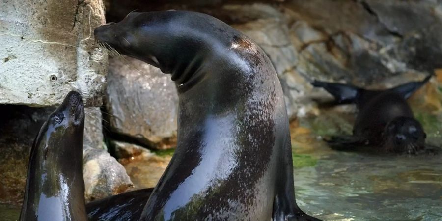 Basler Zoo Seelöwen