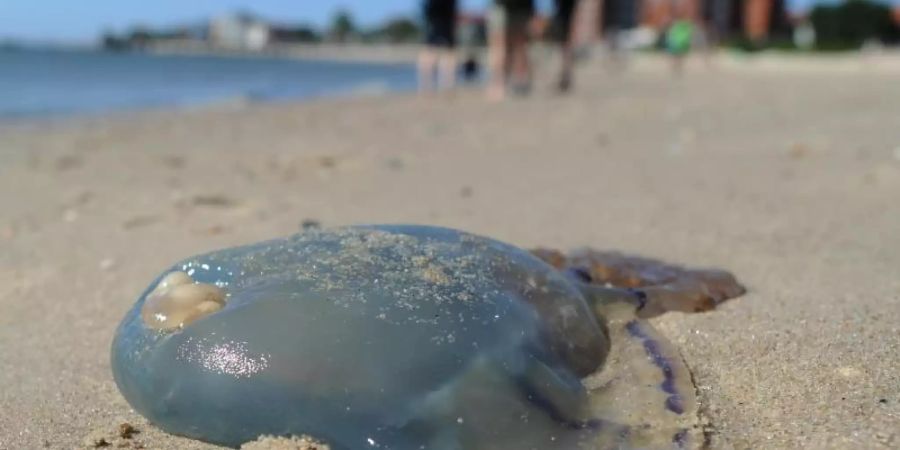 Forscher sehen Möglichkeiten, Quallen zu verwenden - als Nahrung, Bio-Dünger, in Kosmetikprodukten und gegen Mikroplastik in Käranlagen. Foto: Angelika Warmuth