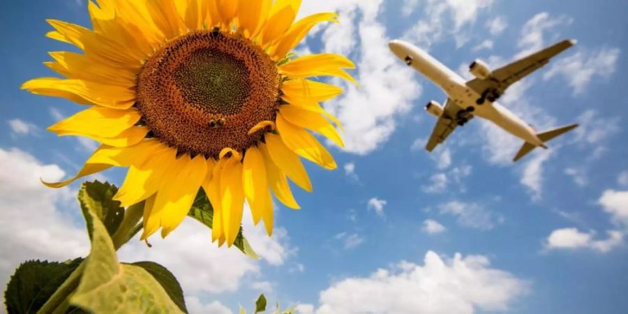 Ein Flugzeug der Lufthansa fliegt kurz vor der Landung auf dem Stuttgarter Flughafen über einige Sonnenblumen hinweg. Foto: Christoph Schmidt/Illustration