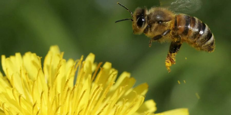 Bienen Honigbienen