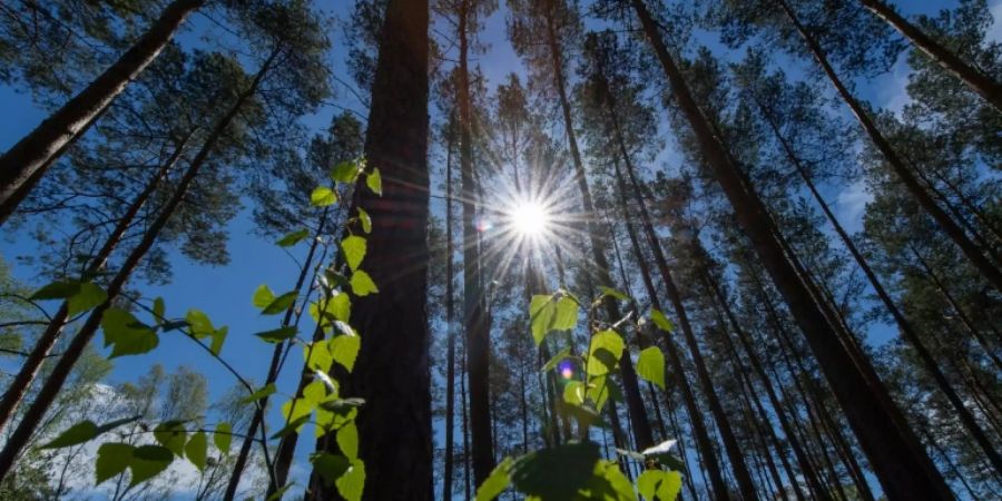 Wald in Deutschland