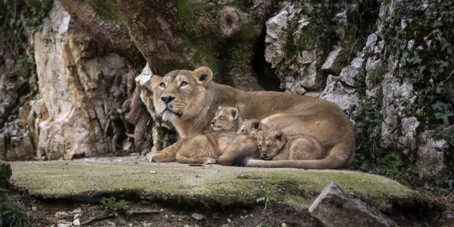 Löwenbabys