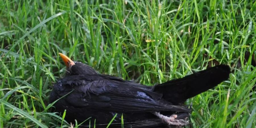 Nabu-Vogelkundler Lars Lachmann befürchtet, schätzt die Zahl toter Amseln auf etwa eine halbe bis eine Million jährlich. Foto: Michael Beusch/Nabu