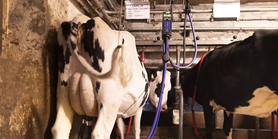 Thurgauer Milchbauern fordern vom regionalen Milchproduzenten-Verband anderthalb Millionen Franken an Beiträgen zurück. Eine Pilot-Klage beurteilt jetzt das Bezirksgericht Weinfelden TG (Archivbild).