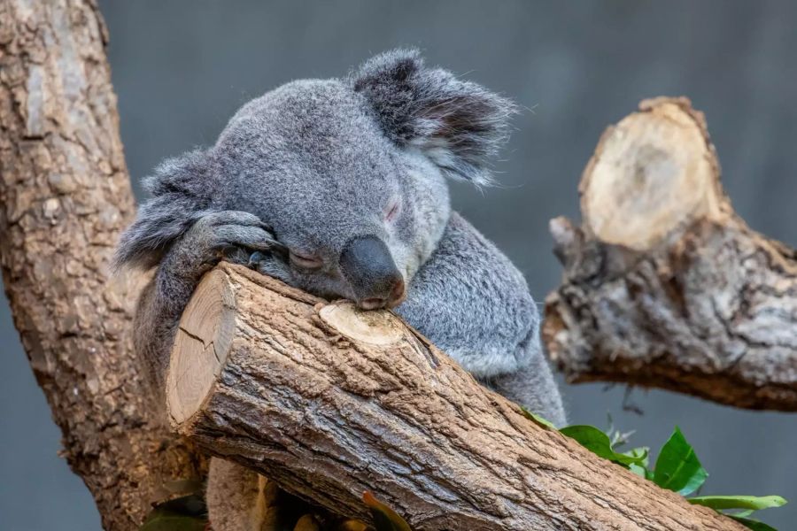 Koala-Männchen Milo.