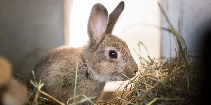 Zwergkaninchen sind besonders bei Kindern beliebt. Die nur etwa 30 Zentimeter grossen, flauschigen Langohren sollten aber nicht alleine gehalten werden.