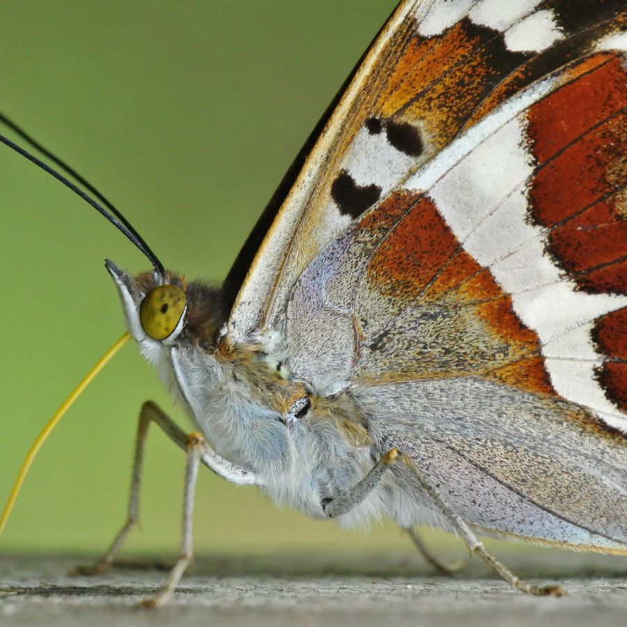 Der pelzige Körper und die grossen Augen werden beim Schmetterling erst von nahem ersichtlich.