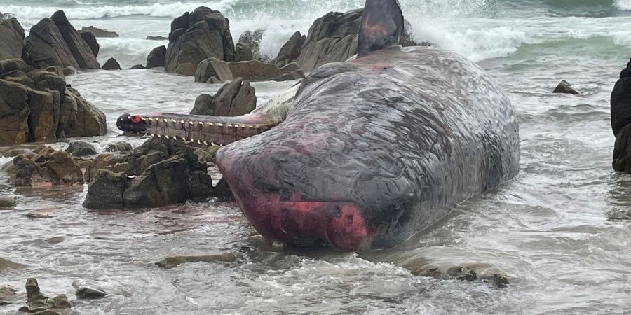 Mehr als ein Dutzend tote Pottwale sind auf King Island nördlich von Tasmanien angeschwemmt worden.