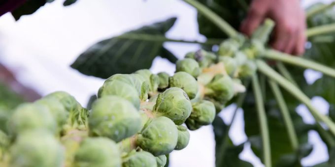 Noch bis Januar läuft die heimische Rosenkohlernte auf Hochtouren. Wenn das Gemüse Frost abbekommen hat, ist es weniger bitter. Rosenkohlstaude Ernte