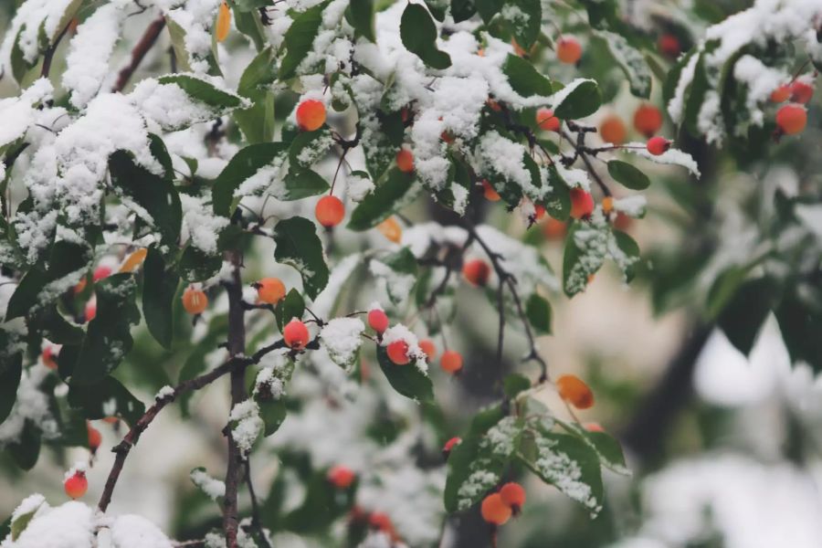 Grüner Baum mit roten Beeren unter Schnee