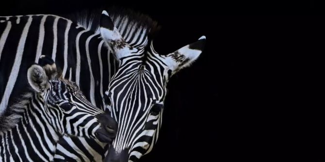 Zebras