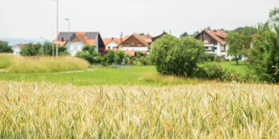 Weizenfelder am Dorfeingang von Russikon im Zürcher Oberland.