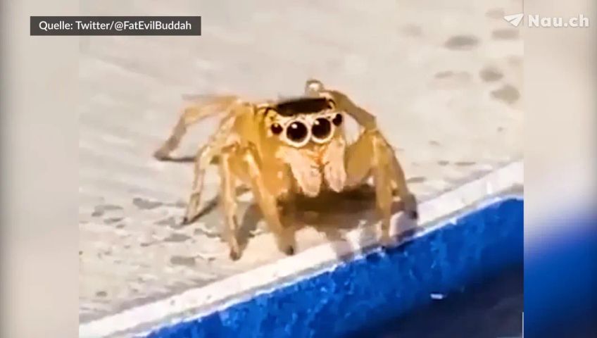 elton