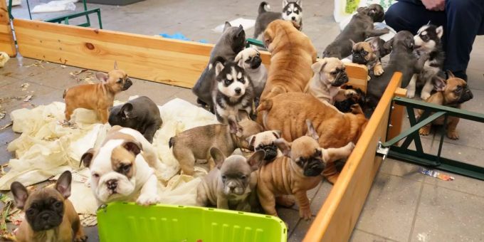 Die Hundewelpen wurden vom deutschen Zoll beschlagnahmt. 37 geschmuggelte Hundewelpen beim deutschen Zoll.