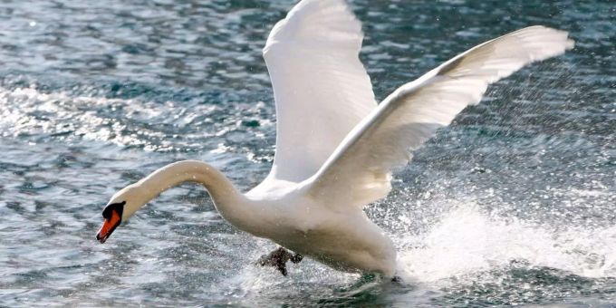In Wohlen BE wurde ein Schwan von einem Hund getötet – der Hundehalter kassiert eine Busse. (Symbolbild) Schwan Hund Tod Busse