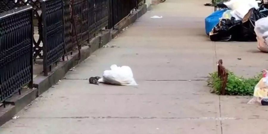 Eine furchtlose Ratte wurde vor kurzem in Brooklyn gefilmt, wie sie einen Müllsack nach Pizzaresten durchsuchte.