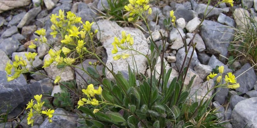 Das Glatt-Brillenschötchen beobachteten die Forscher unter anderem in seinem natürlichen Lebensraum, den Schweizer und italienischen Alpen. Bild: Wikimedia Commons/ Jerzy Opioła