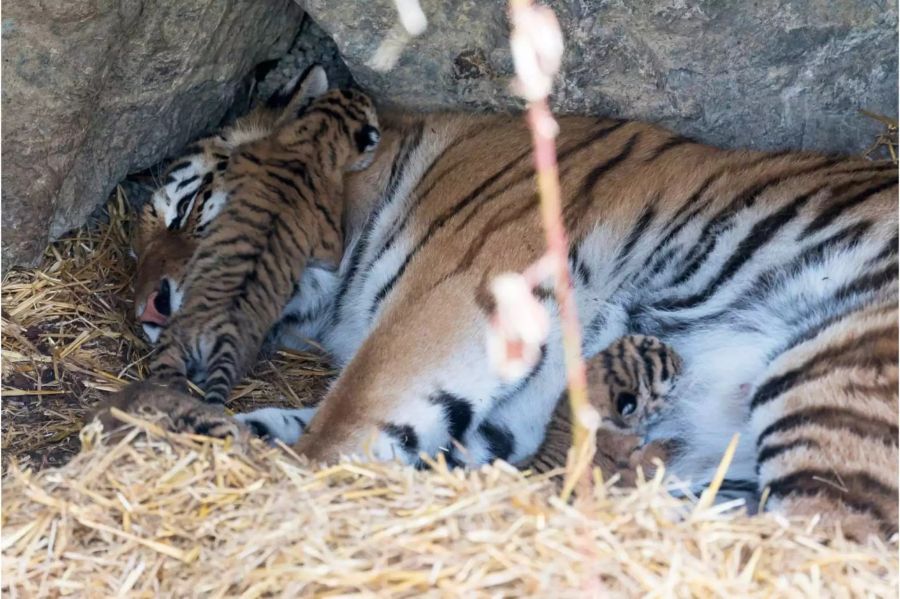 Die Tigerbabys sind momentan die grosse Attraktion im Zoo.