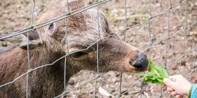 Im Park ist die Fütterung noch erlaubt. Im Park ist die Fütterung noch erlaubt.