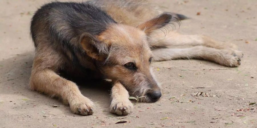 Aufgrund des baldigen Fifa-Besuchs in Marokko fand eine «Säuberungsaktion von Hunden» statt.