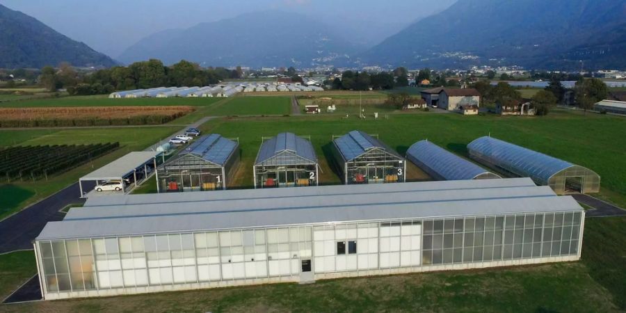 Zum zehnjährigen Jubiläum der Saatgutbank hat die Forschungsanstalt Agroscope erstmals Heil- und Aromapflanzen eingelagert.