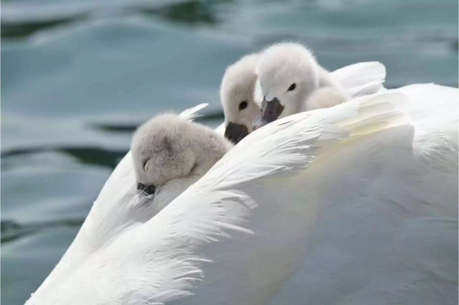 So sollte eine glückliche Schwanenfamilie aussehen.