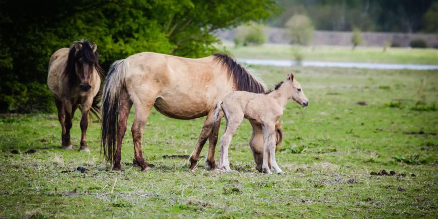 Eine Konik-Stute mit ihrem Fohlen. Die urtümliche Pferderasse aus Polen lebt bald auch im Naturschutzgebiet bei Basel. Bild: Wikimedia Commons/Ineke Huizing