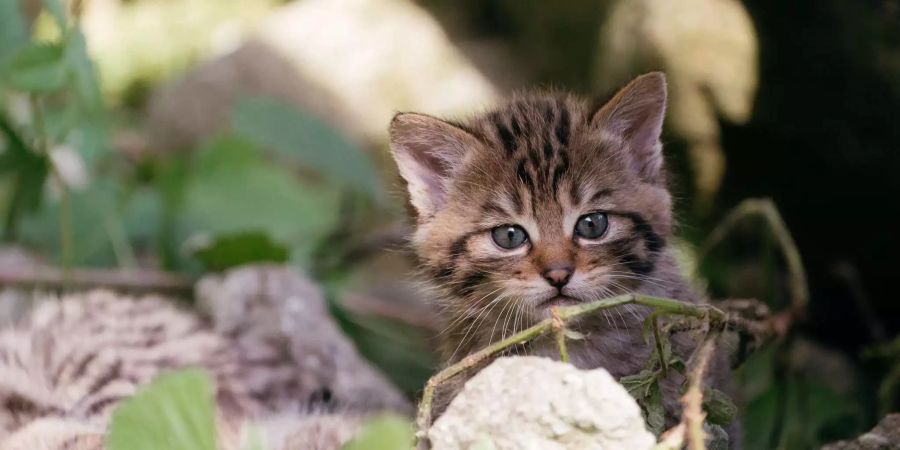 Die Wildkatze ist in Europa stark bedroht.