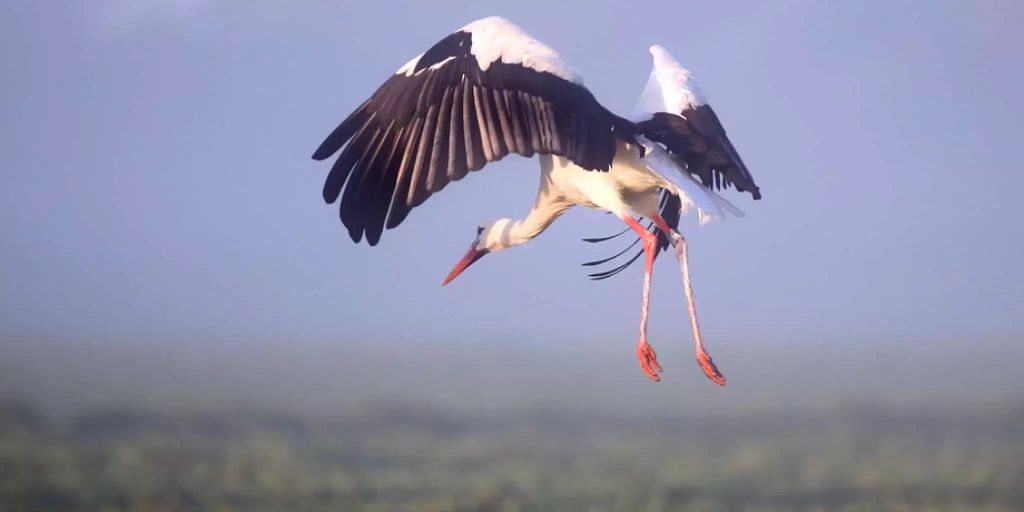 Schweizer Störche fliegen weniger weit in den Süden