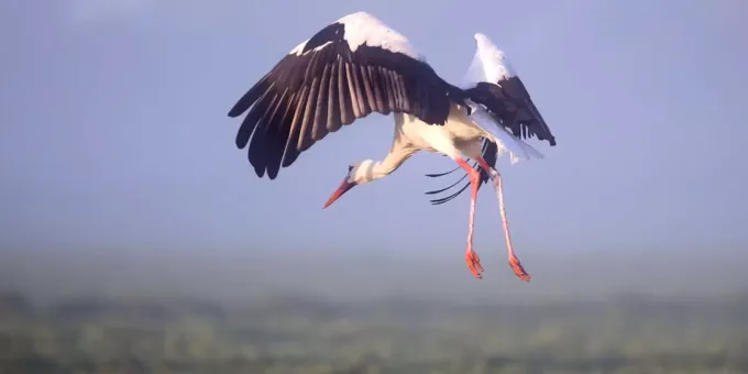 Schweizer Storche Fliegen Weniger Weit In Den Suden