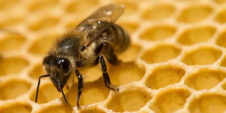 Bienen sind bald besser geschützt gegen die Varroa-Milbe, ihren ärgsten Widersacher.