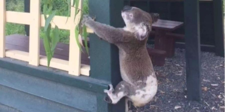 Ein Koala wurde in Australien an einen Pfosten genagelt.