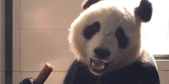 Finnland feiert 100. Geburtstag - China schenkt Pandas