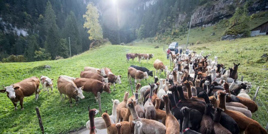 Neugierig begutachten sich im Kiental BE Lamas, Alpakas und Kühe.