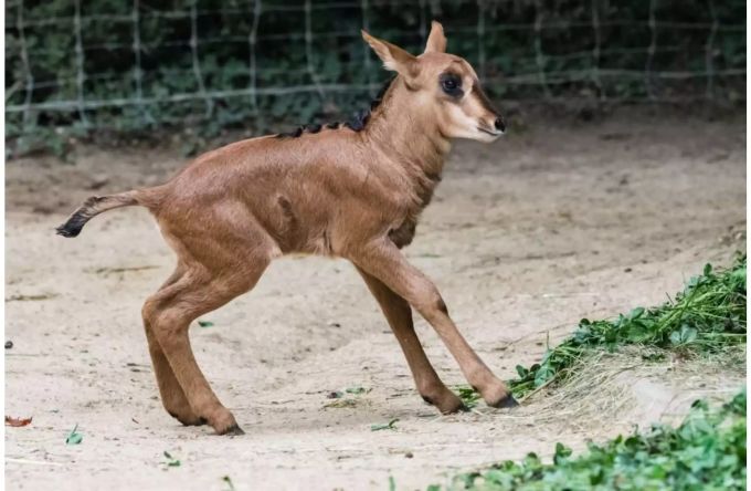 Die kleine Rappenantilope im Zoo Basel. Die kleine Rappenantilope im Zoo Basel.
