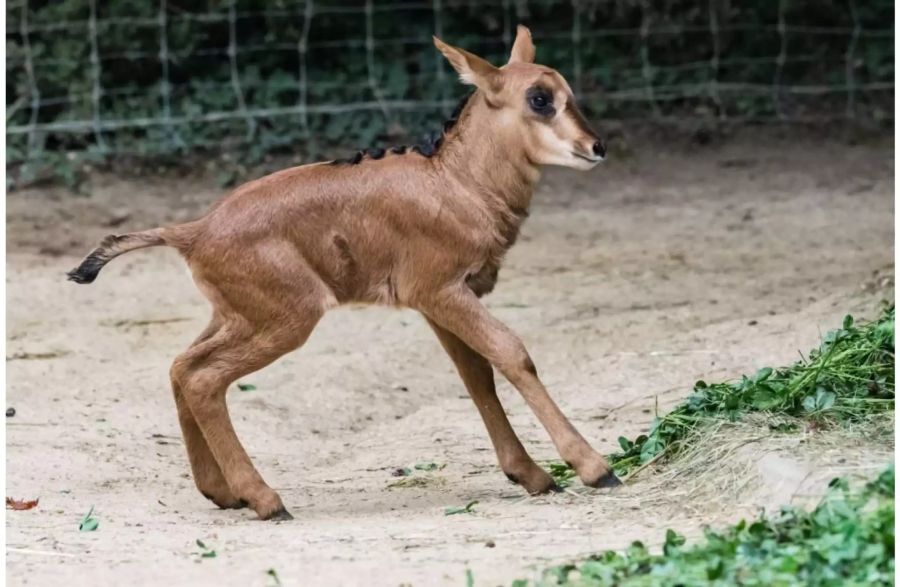 Die kleine Rappenantilope im Zoo Basel.