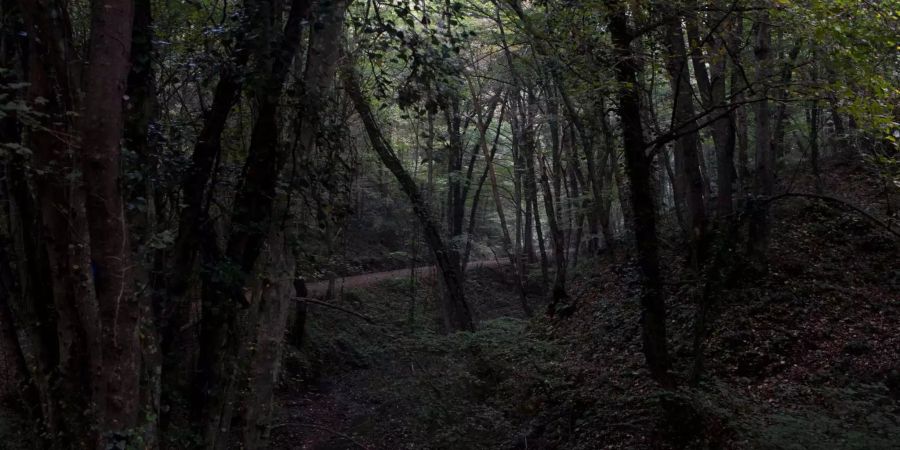 In diesem Wald nahe Istanbul wurde nach dem Journalisten gesucht.