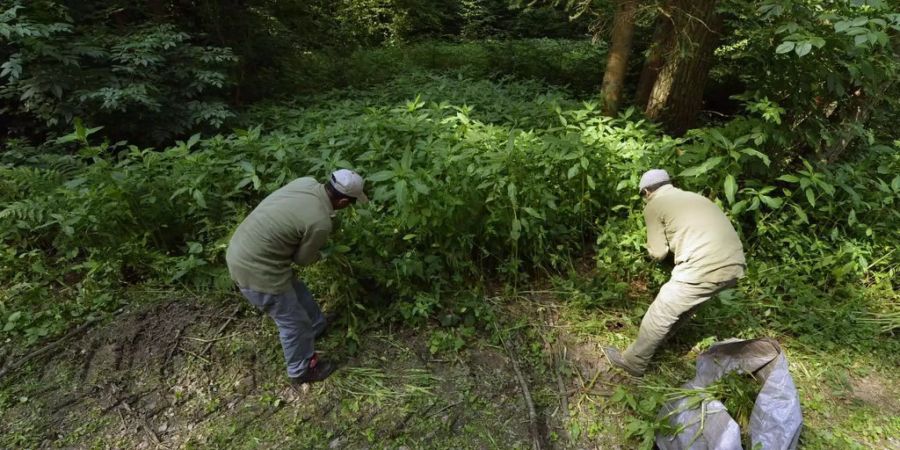 Männer entfernen Sträucher von Neophyten im Wald - Keystone