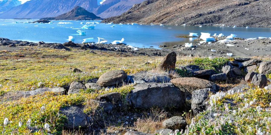 Tundra-Vegetation auf der arktischen Ellesmere-Insel im Norden Kanadas. Hier wachsen heute andere und vor allem grössere Pflanzen als noch vor 30 Jahren. Bild: Anne Bjorkman