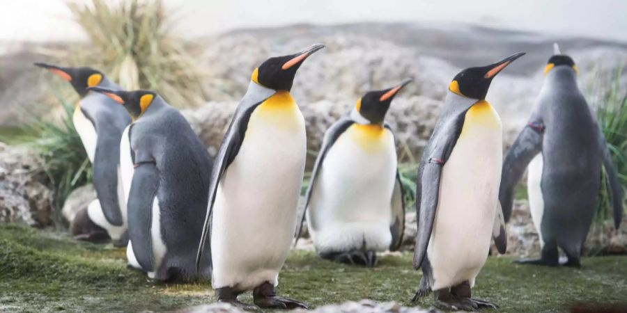 Königspinguine verweilen im Zoo Zürich.