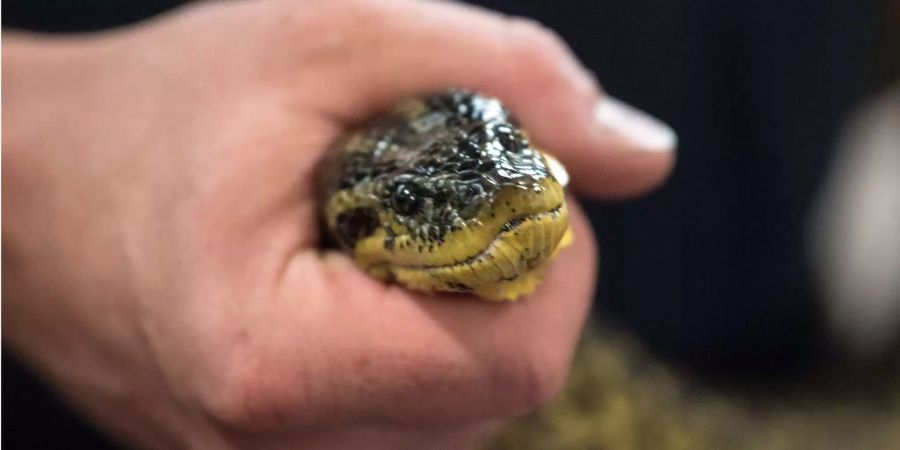 Sebastian Schreiner, Reptilien-Fachmann der Feuerwehr Düsseldorf, hält eine eingefangene Würgeschlange aus dem Latumer See in Meerbusch.