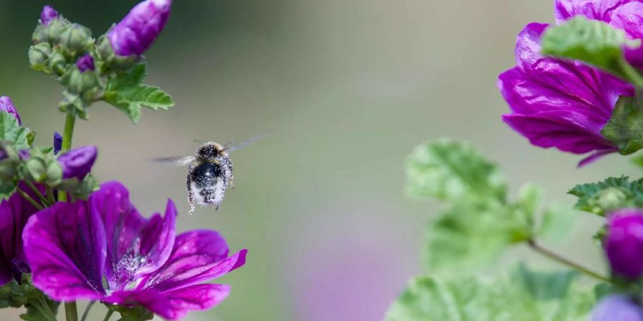 Eine Hummel mit Pollen startet von einer Wilden Malve.