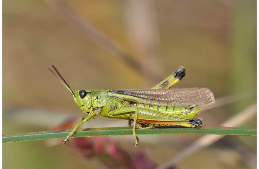 Ihnen geht es in Zürcher Wiesen prächtig: Sumpfschrecke. Bild: Wikimedia Commons