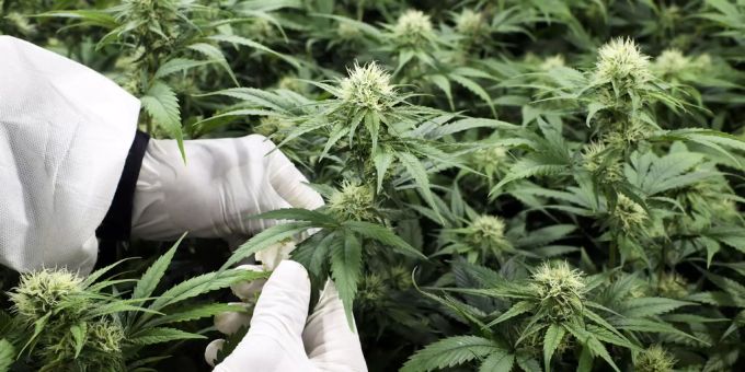Bern - Kanton spricht sich gegen gesetzliche Grundlage für Cannabis-Pilotprojekt aus