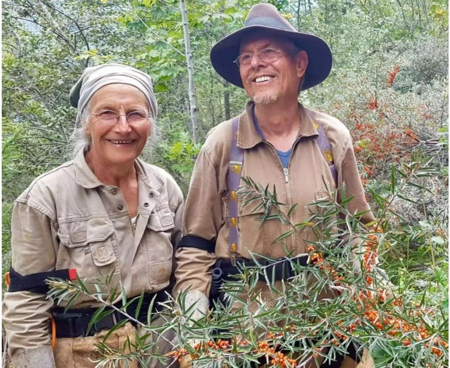 Margrit und Adolf Hartmann sind im Spätsommer jeden Tag in den Bergen unterwegs und sammeln Sanddorn-Beeren.