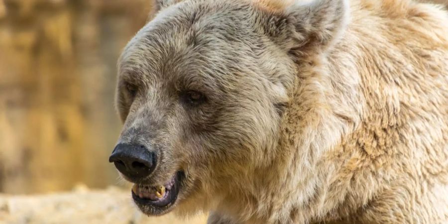 Ein Grizzlybär.