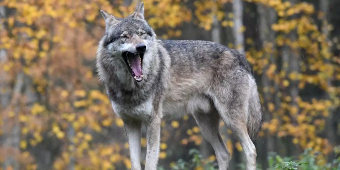 Ein Wolf steht in seinem Gehege im Wildpark Eekholt.