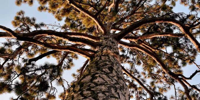 Sicht von unten gegen einen Nadelbaum mit weisser Rinde - zvg Stadt Basel Sicht von unten gegen einen Nadelbaum mit weisser Rinde - zvg Stadt Basel