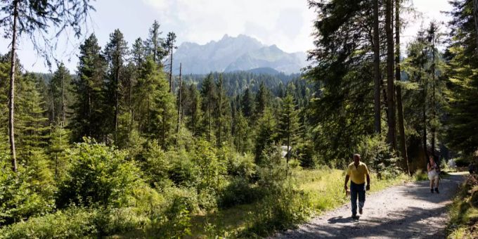 Ein Wald in der Schweiz. (Symbolbild) wald schweiz