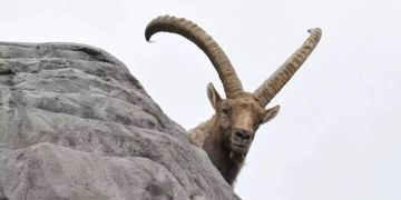 steinbock